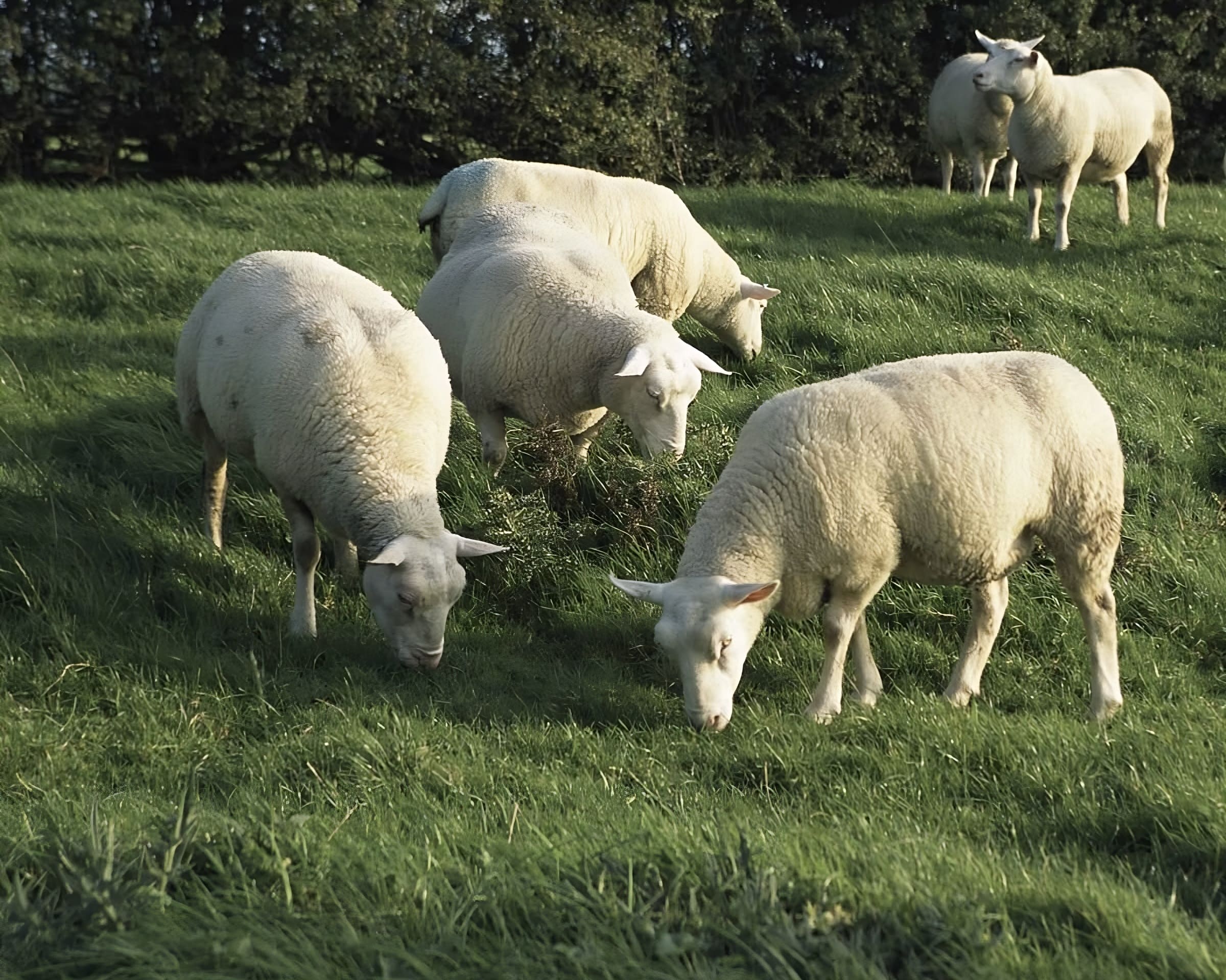 Por que a pelica de carneiro que usamos nos nossos calçados é tão valorizada?